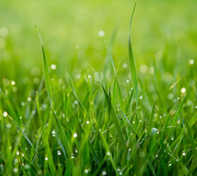 Seeding & Topdressing